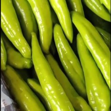 乐亭县尖椒青椒麻辣大量上市，需要的老板一起合作共赢