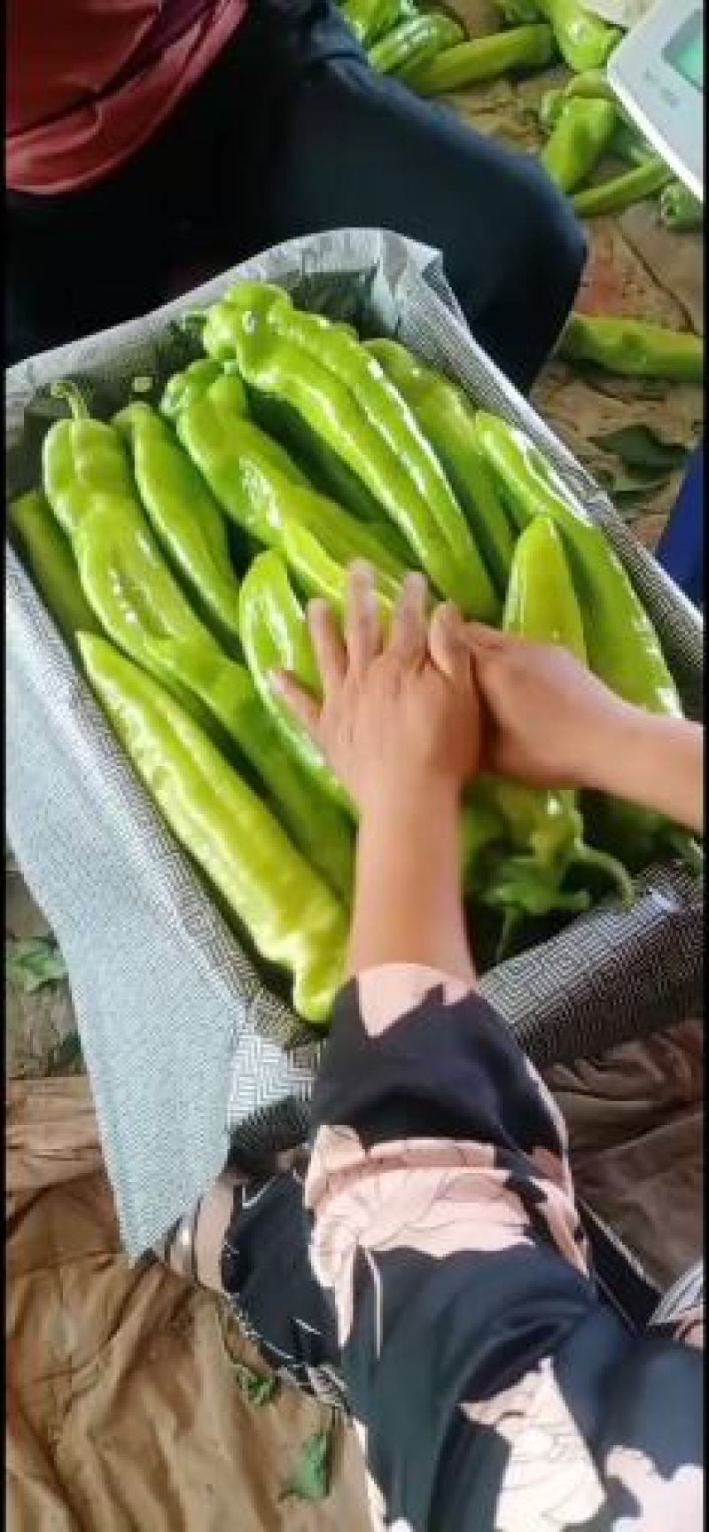 乐亭县尖椒青椒麻辣大量上市，需要的老板一起合作共赢
