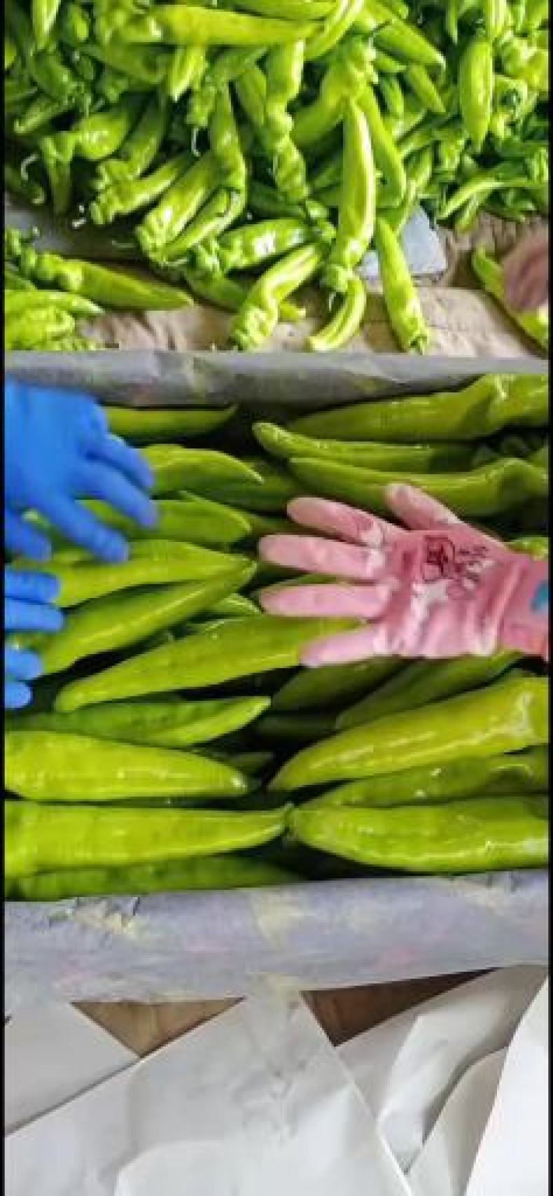 乐亭县尖椒青椒麻辣大量上市，需要的老板一起合作共赢