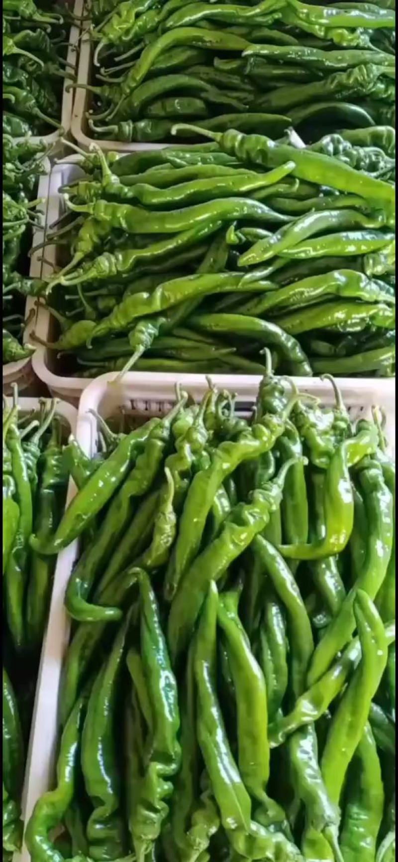 乐亭县尖椒青椒麻辣大量上市，需要的老板一起合作共赢