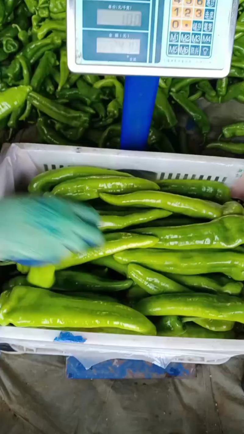 乐亭县尖椒青椒麻辣大量上市，需要的老板一起合作共赢