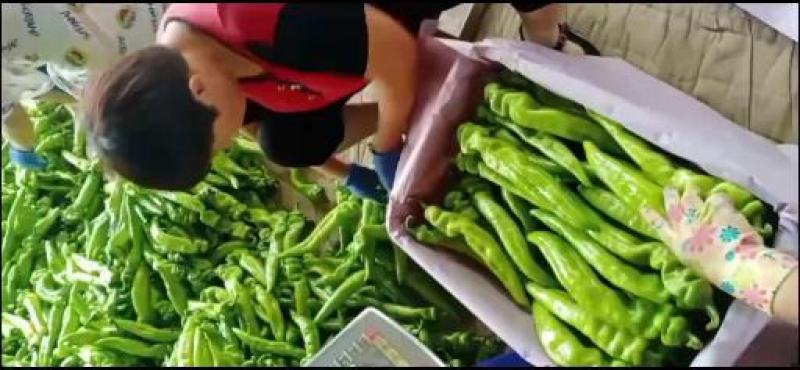 乐亭县尖椒青椒麻辣大量上市，需要的老板一起合作共赢