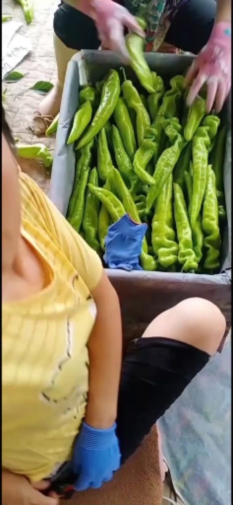 乐亭县尖椒青椒麻辣大量上市，需要的老板一起合作共赢