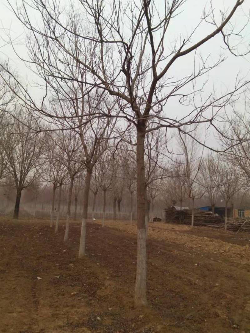 【推荐】栾树，现挖现卖易栽种存活，产地直供，量大从优