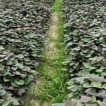 河南省禹州市红薯苗-脱毒红薯苗基地成活率高欢迎咨询