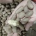 1.7通天白玉种豆