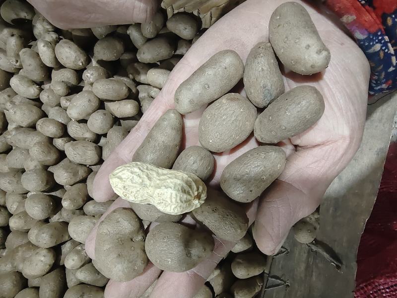 1.7通天白玉种豆