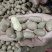 1.7通天白玉种豆