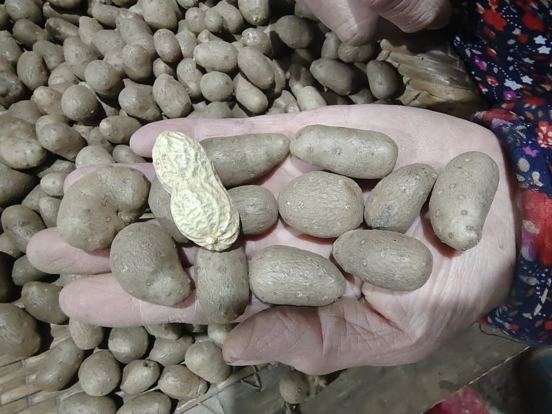 1.7通天白玉种豆