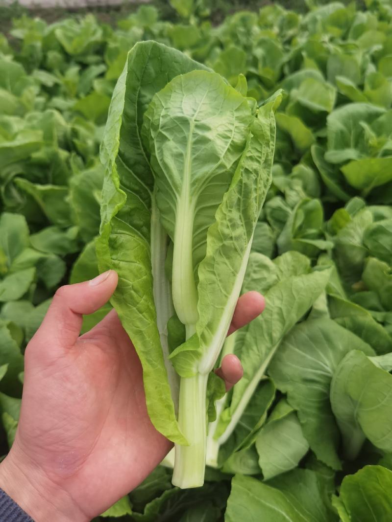 精品白菜苔，菜苔，产地直发，保质保量，看货论价，欢迎选购