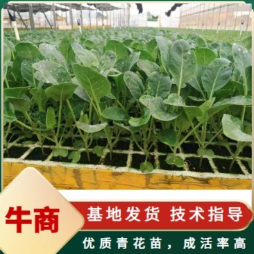 西兰花苗，青花苗，特级种苗，诚信生意，量大从优，欢迎采购
