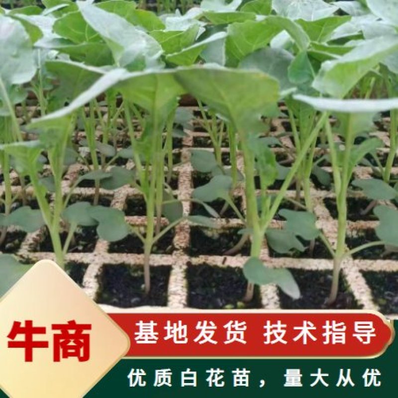 松花菜苗，花椰菜苗，菜花苗，抗病性强，品种好