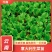 意大利苗（生菜苗），结球，大速生，根系好，无病无害