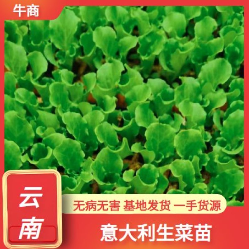 意大利苗（生菜苗），结球，大速生，根系好，无病无害
