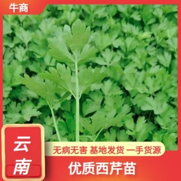西芹苗，特级苗，根好苗肥，专业育苗技术15年，欢迎来电！