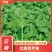 西芹苗，特级苗，根好苗肥，专业育苗技术15年，欢迎来电！