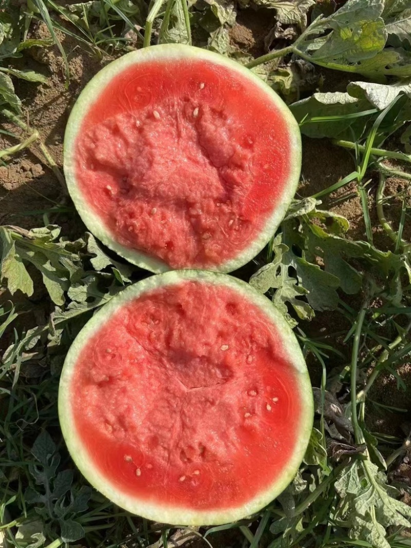 【推荐】麒麟西瓜代办可视频看货甜度合适走货快电话