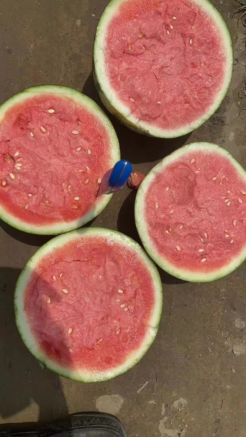 【推荐】麒麟西瓜代办可视频看货甜度合适走货快电话