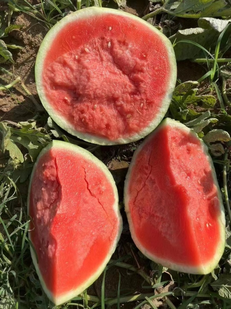 【推荐】麒麟西瓜代办可视频看货甜度合适走货快电话
