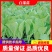 白菜苗，根系发达，种苗健康，常年供应，量大从优