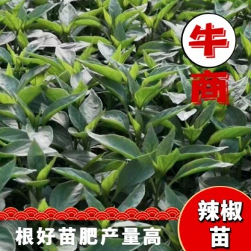 辣椒苗，厂家直发，根系发达，量大从优，欢迎采购