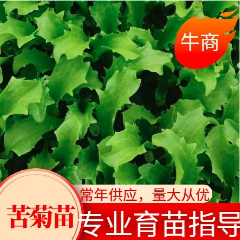苦菊苗，根系发达，专业育苗技术，品种优良，量大从优！