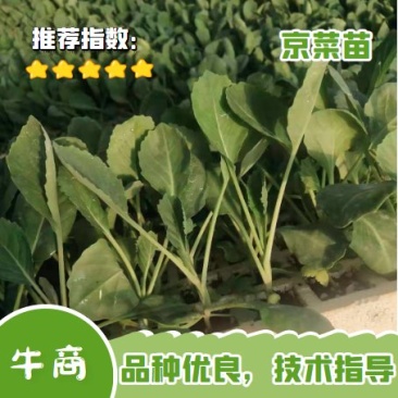 扁包菜苗，根系发达，量大从优，专业育苗技术，欢迎来电采购