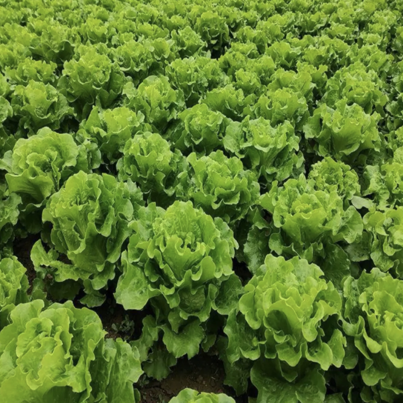 【生菜】意大利生菜基地供货量大从优对接全国可代加工