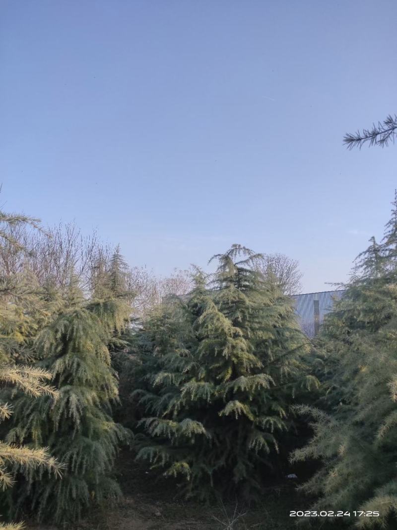 雪松