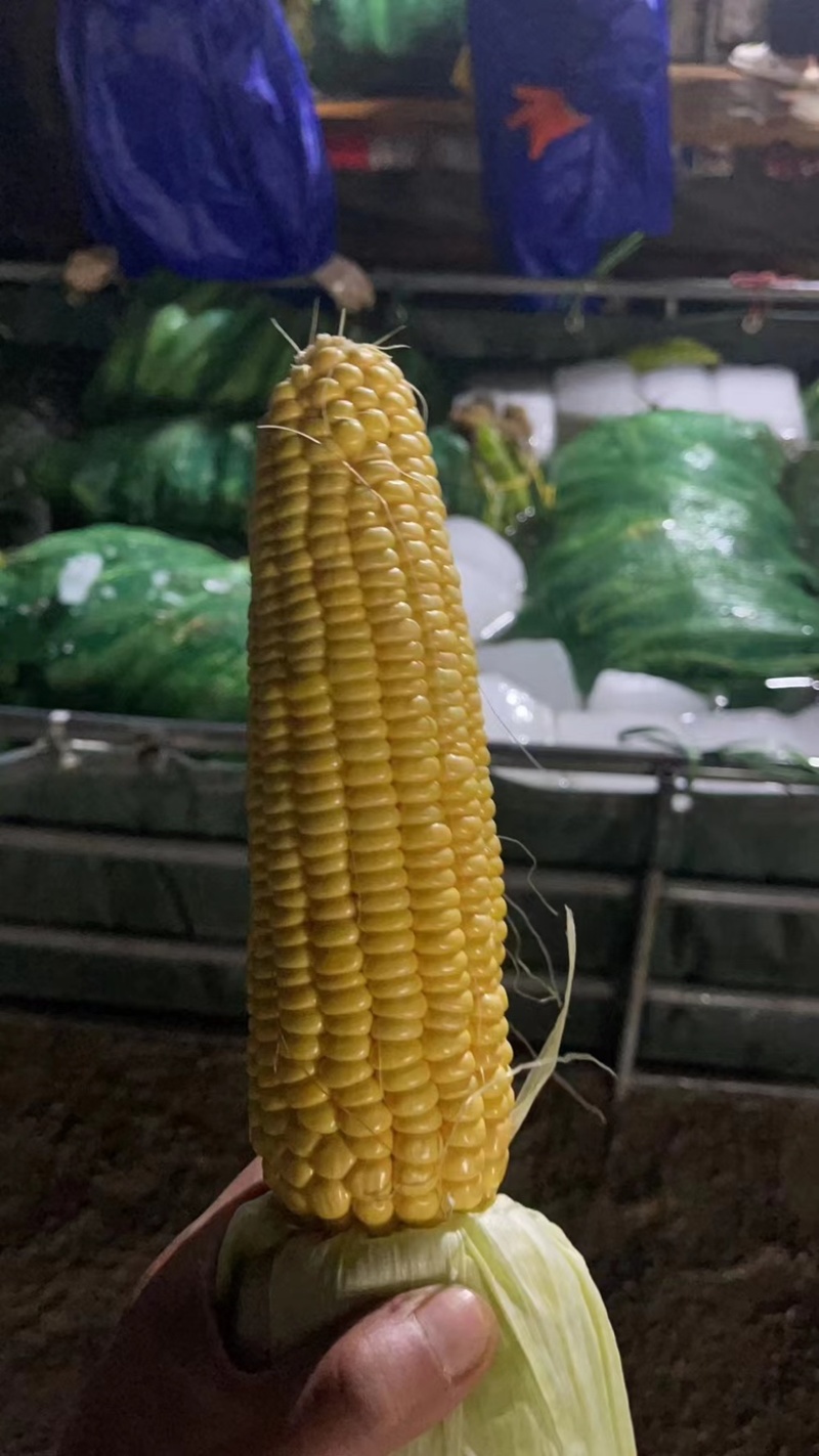 【推荐】水果玉米可视频看货，基地货源欢迎咨询量大在线服务