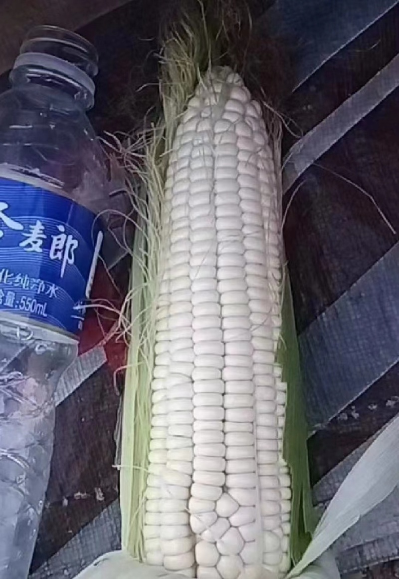 【推荐】水果玉米可视频看货，基地货源欢迎咨询量大在线服务