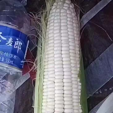 【推荐】水果玉米可视频看货，基地货源欢迎咨询量大在线服务