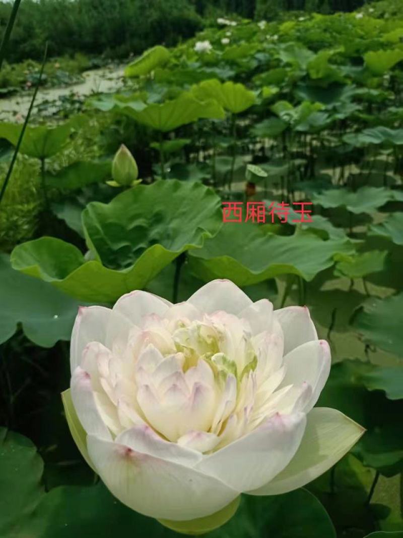 精品荷花四十个品种，量大从优/欢迎订购。