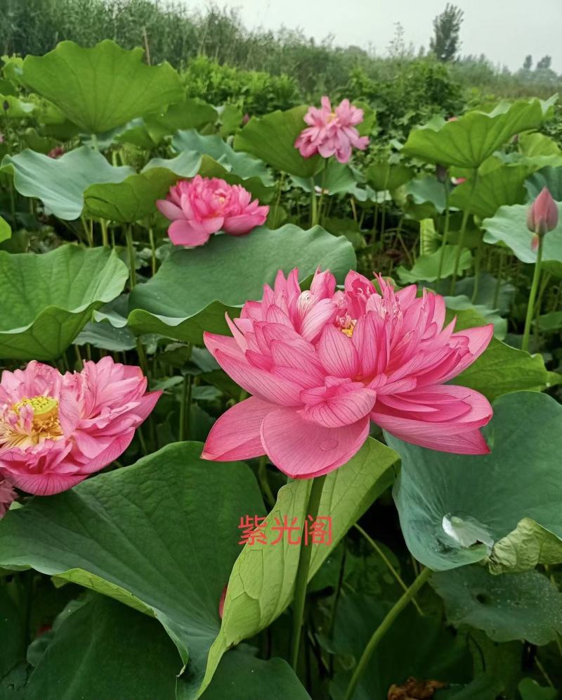 精品荷花四十个品种，量大从优/欢迎订购。