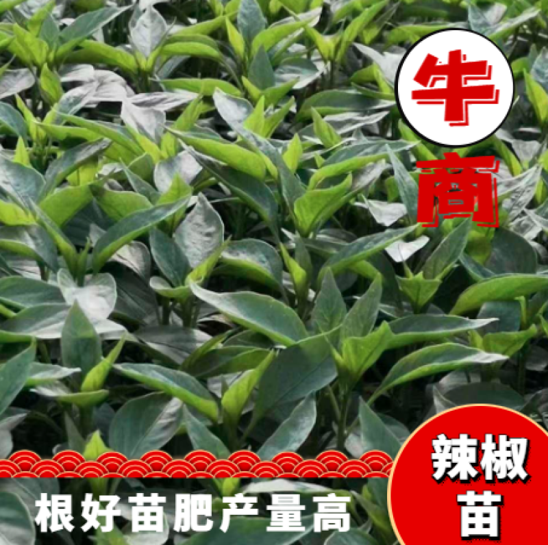 辣椒苗，厂家直发，根系发达，量大从优，欢迎采购