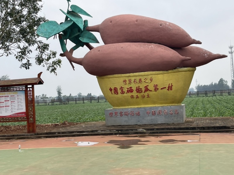【精品】海南板栗薯桥头地瓜高系14鸣门产地直采，一手货源