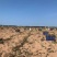 【精品】海南板栗薯桥头地瓜高系14鸣门产地直采，一手货源