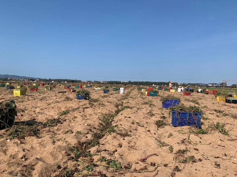 【精品】海南板栗薯桥头地瓜高系14鸣门产地直采，一手货源