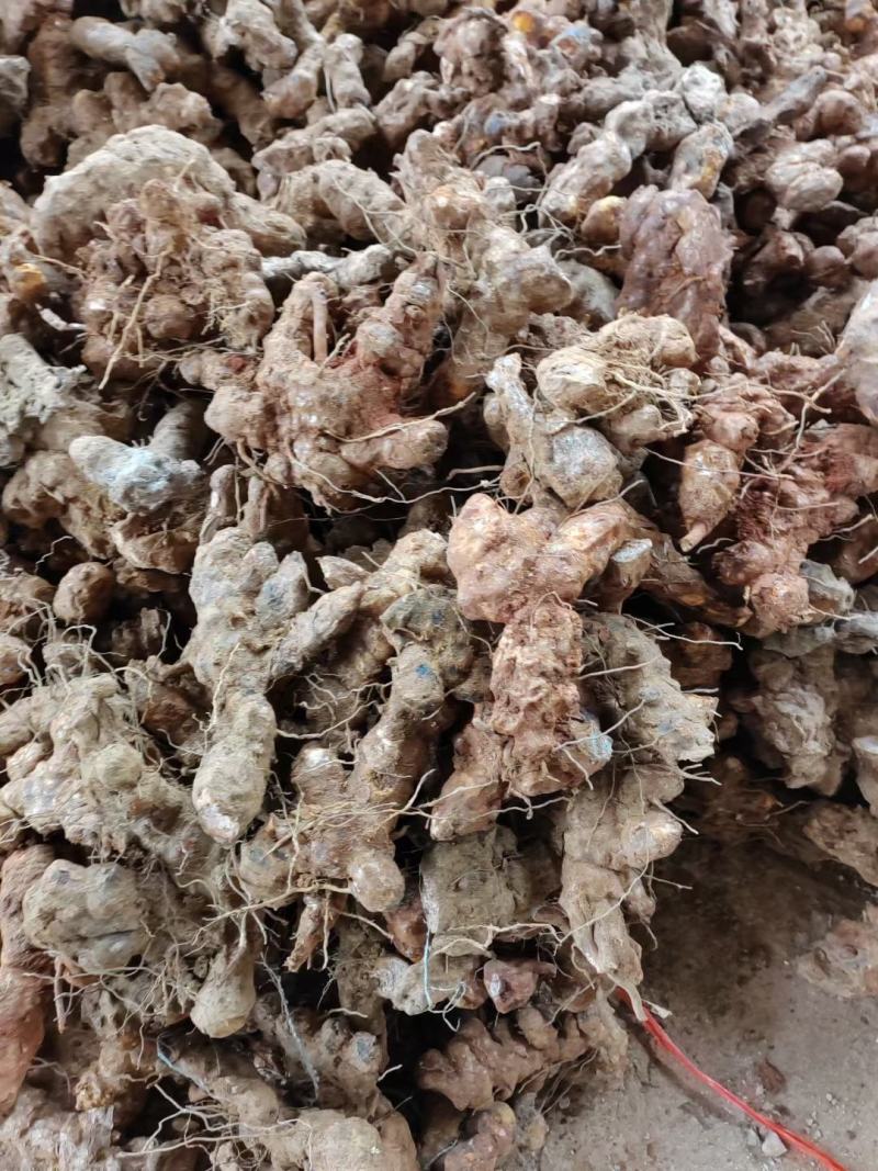 长期供应无添加土茯苓正规货源保证品质