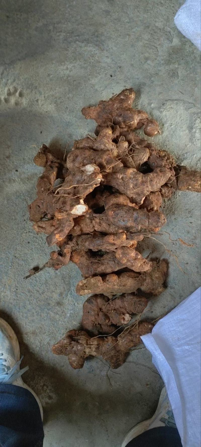 长期供应无添加土茯苓正规货源保证品质