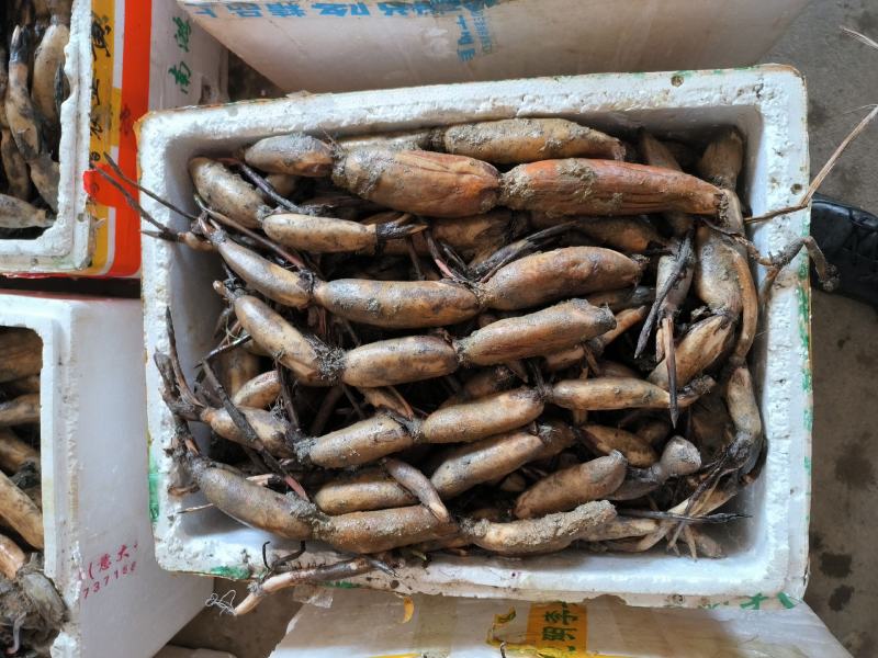 太空莲36号莲子种苗建宁广昌白莲湘莲莲子莲藕种苗产莲红花