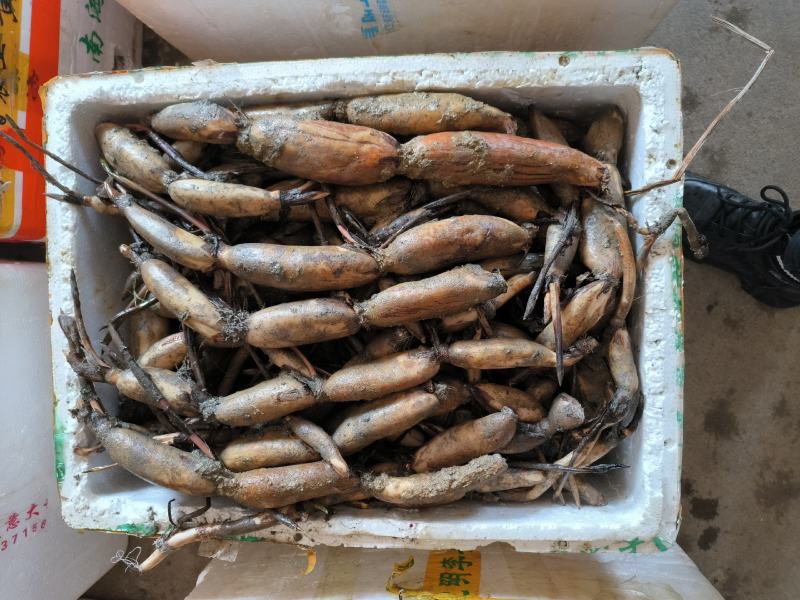 太空莲36号莲子种苗建宁广昌白莲湘莲莲子莲藕种苗产莲红花