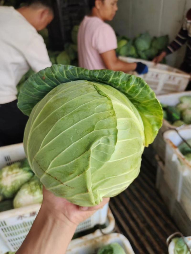 云南甘蓝