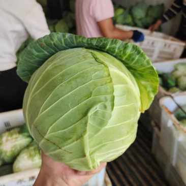 云南甘蓝