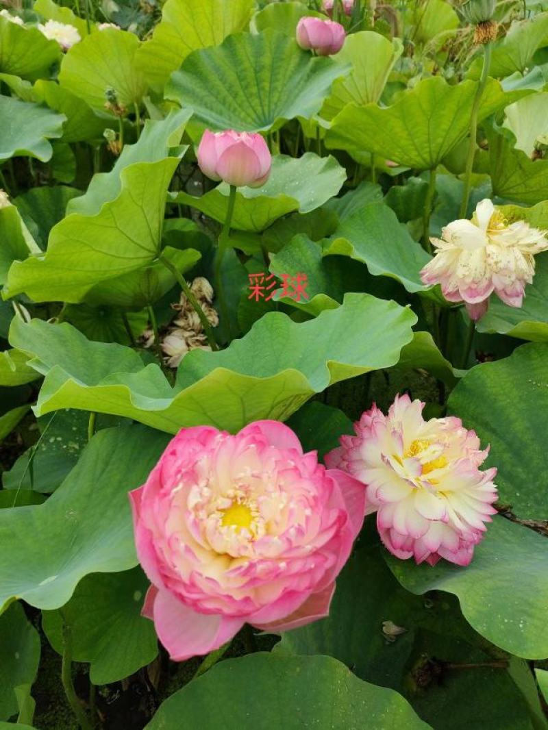精品荷花，观赏价值高，欢迎致电
