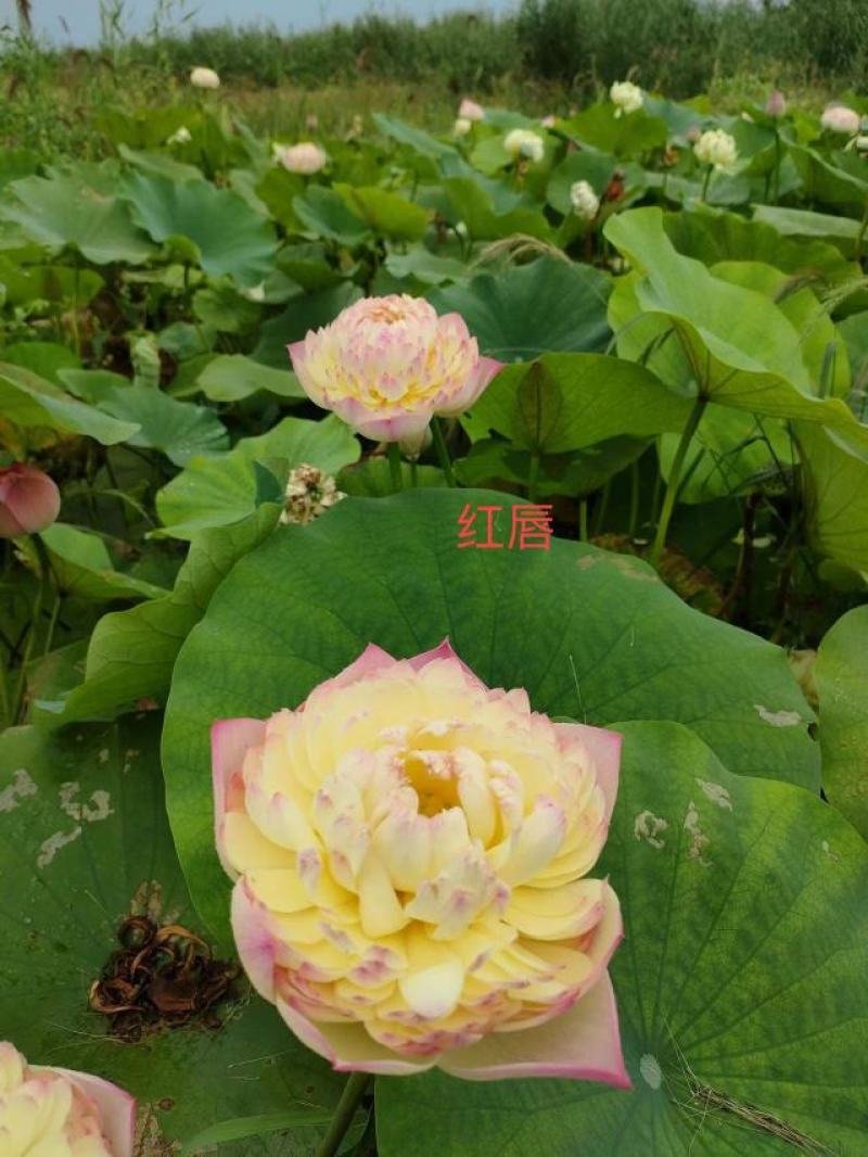 精品荷花，观赏价值高，欢迎致电