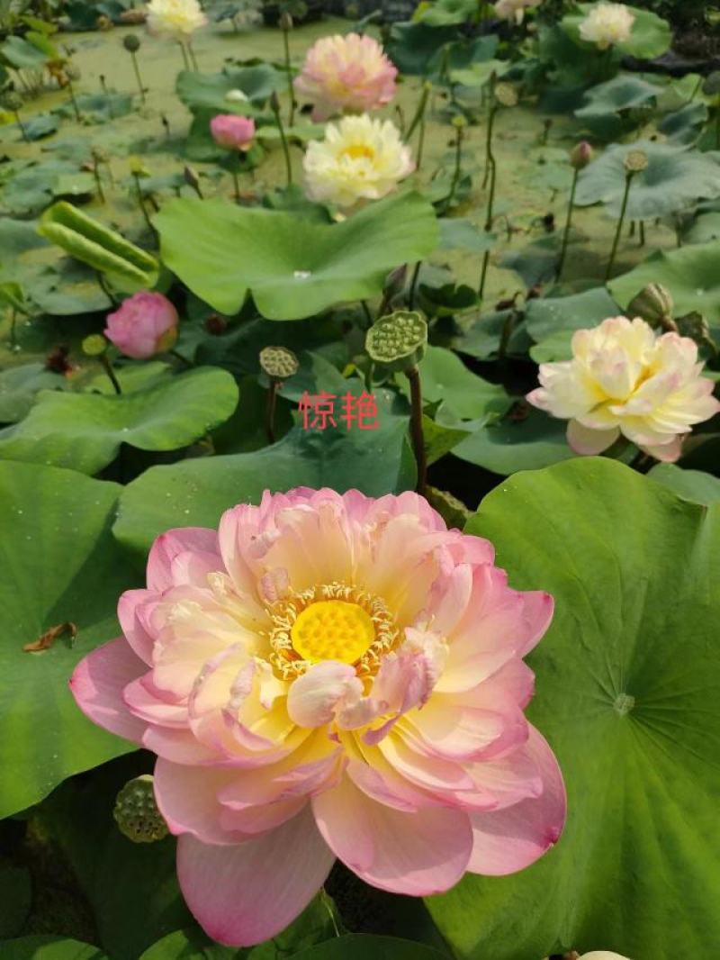 精品荷花，观赏价值高，欢迎致电