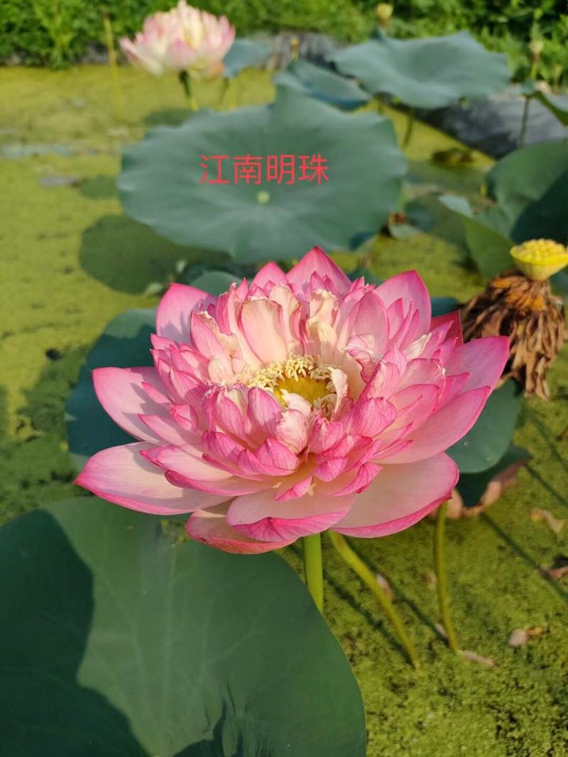 荷花，公司种植销售芦苇，睡莲，荷花，欢迎光临