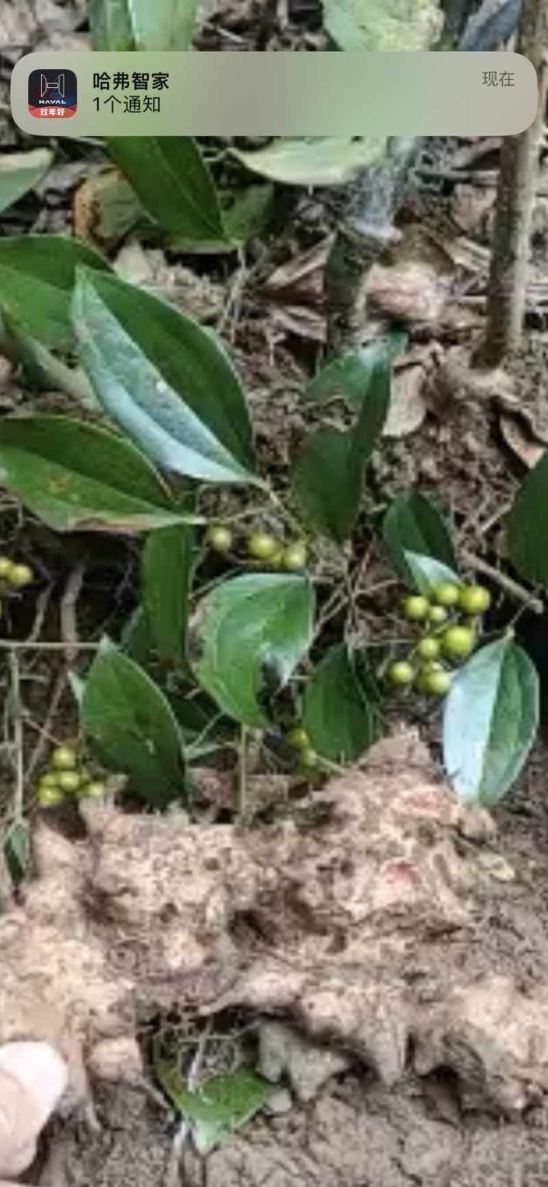 菝葜金刚藤