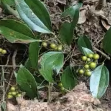 菝葜金刚藤